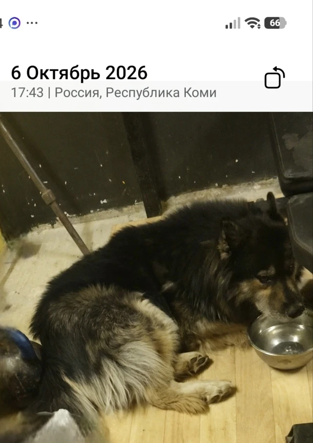 Чей беглец забрел на Морозова 124?))