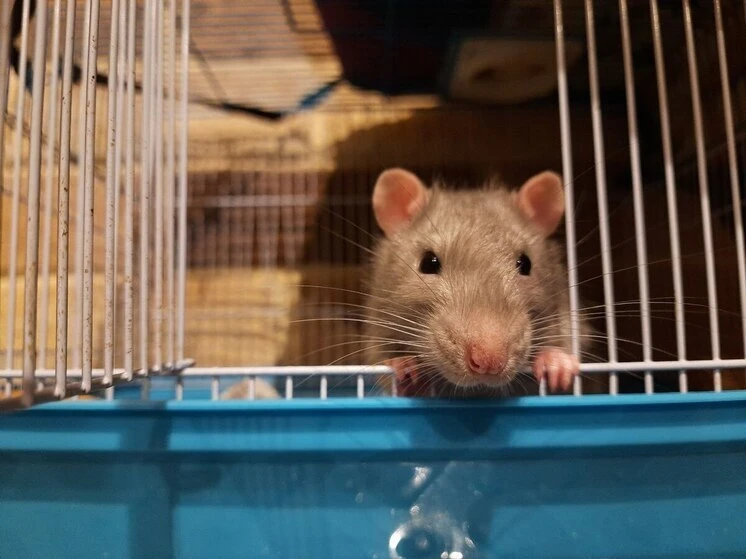 🐀 В Красногорске крыса покусала мужчину, который пытался её прогнать