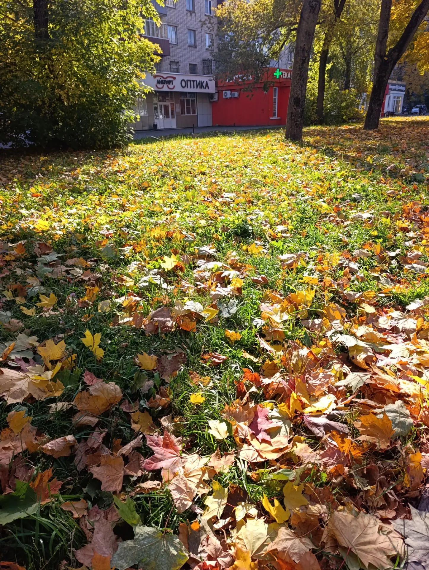 до чего ж прекрасна осень 🍁 в этом году 😍
