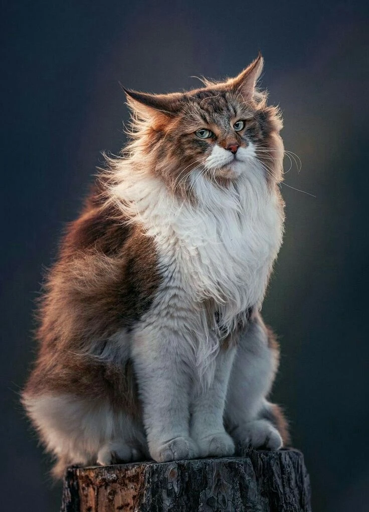 Вот вам красивый котан и опрос!