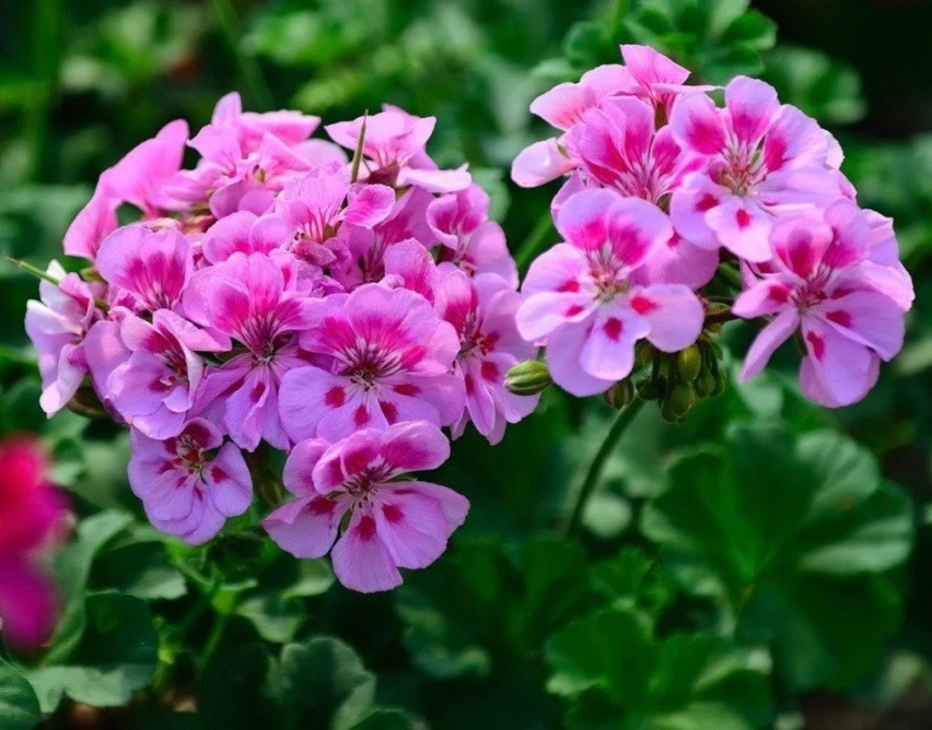 Размножение герани простым и эффективным способом 🌸