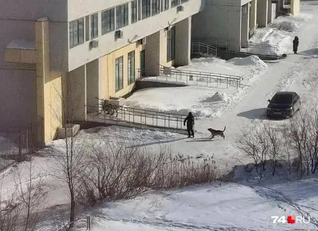 Мэрия Челябинска выплатит 360 тысяч рублей за нападения собак на пятерых детей