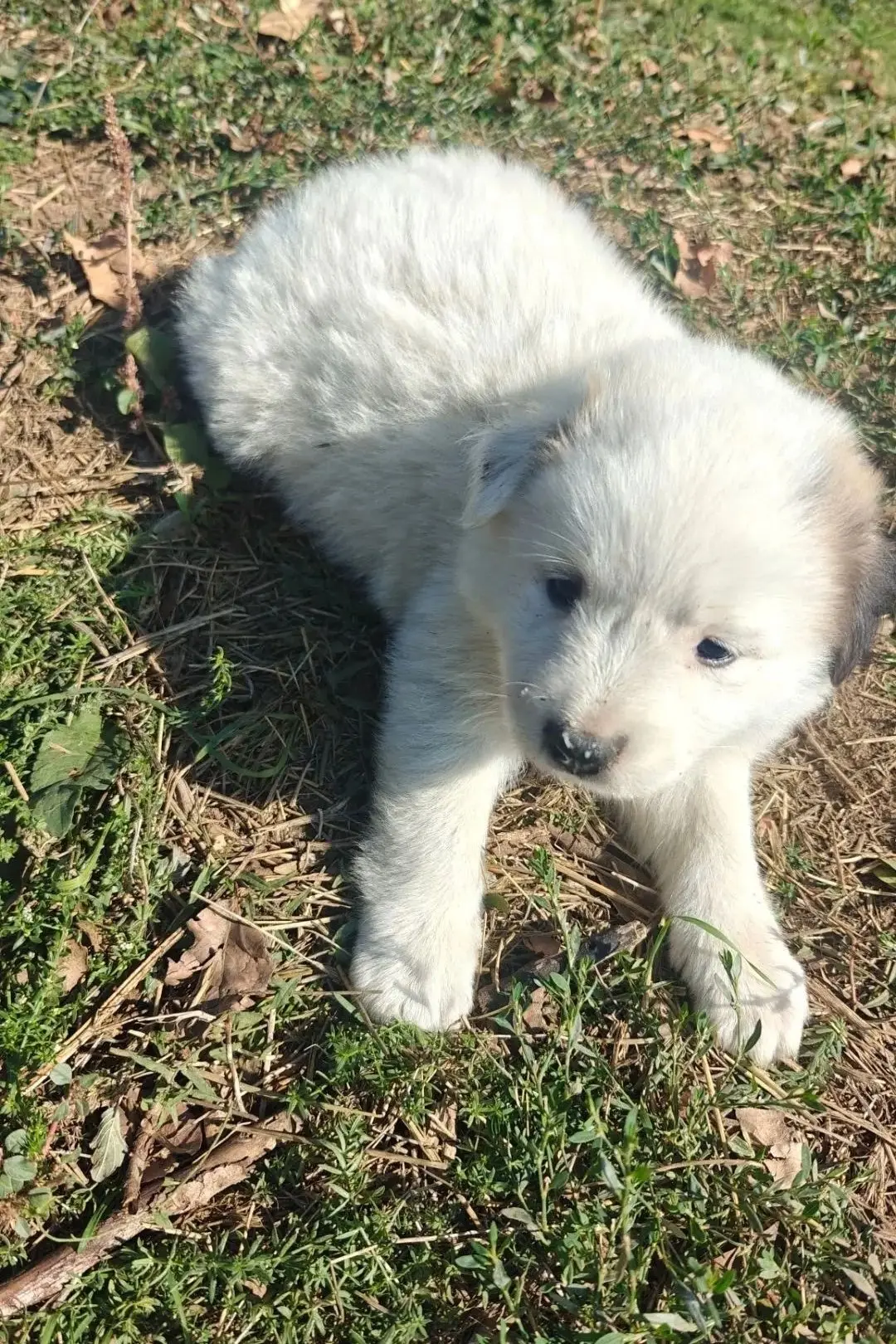 🐕‼️СИТУАЦИЯ ПРОСТО КРИТИЧЕСКАЯ!!!!!!!!! На Трассе в сторону Покровского выкинули мален...