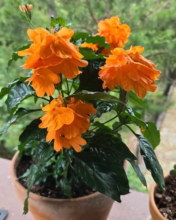 🌸 Кроссандра ❤️
