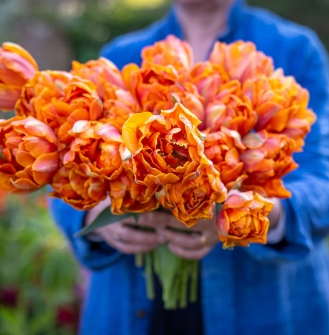 🌷 Тюльпан Оранж Принцесс - отличный вариант для яркой клумбы! 🌷