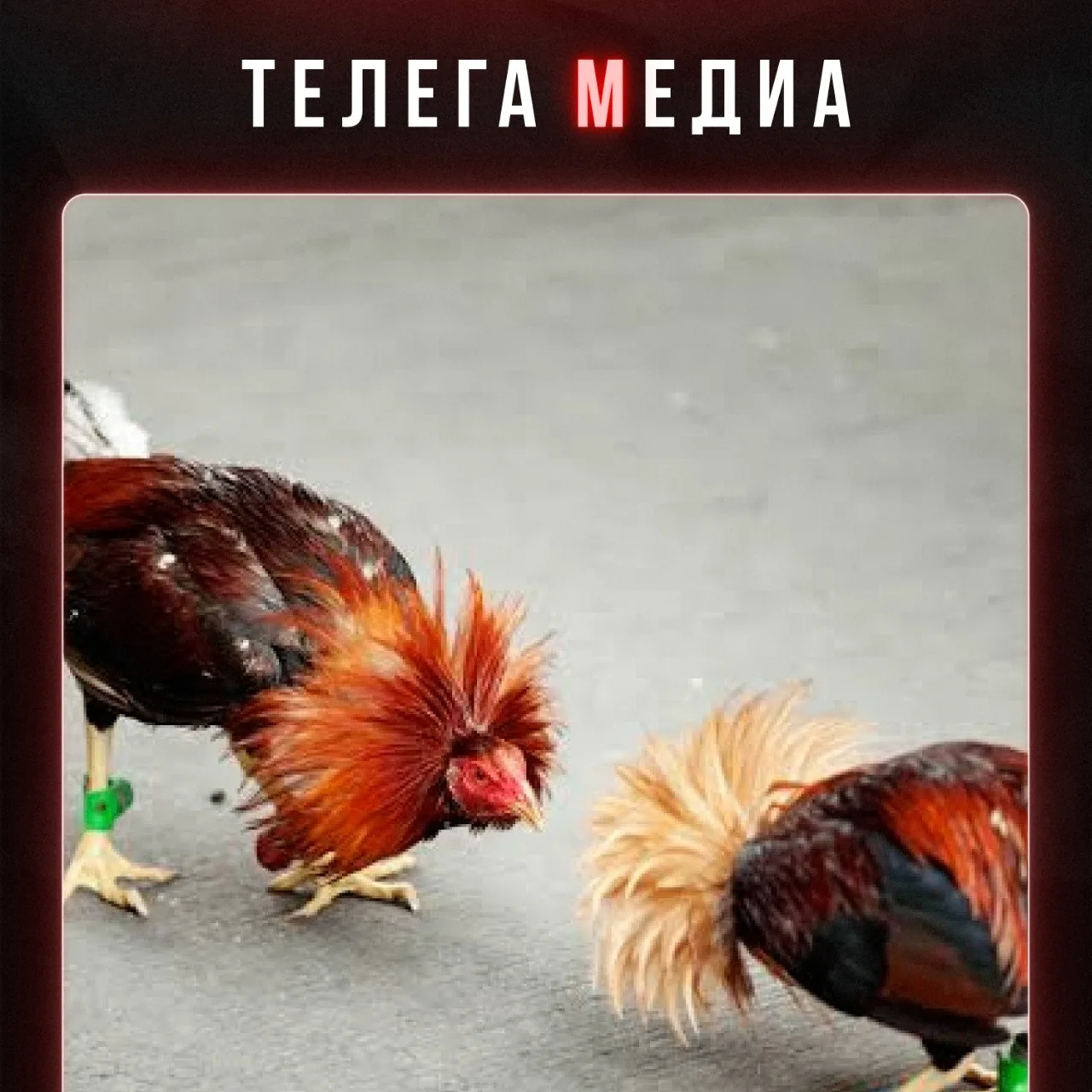 Кокое варварство