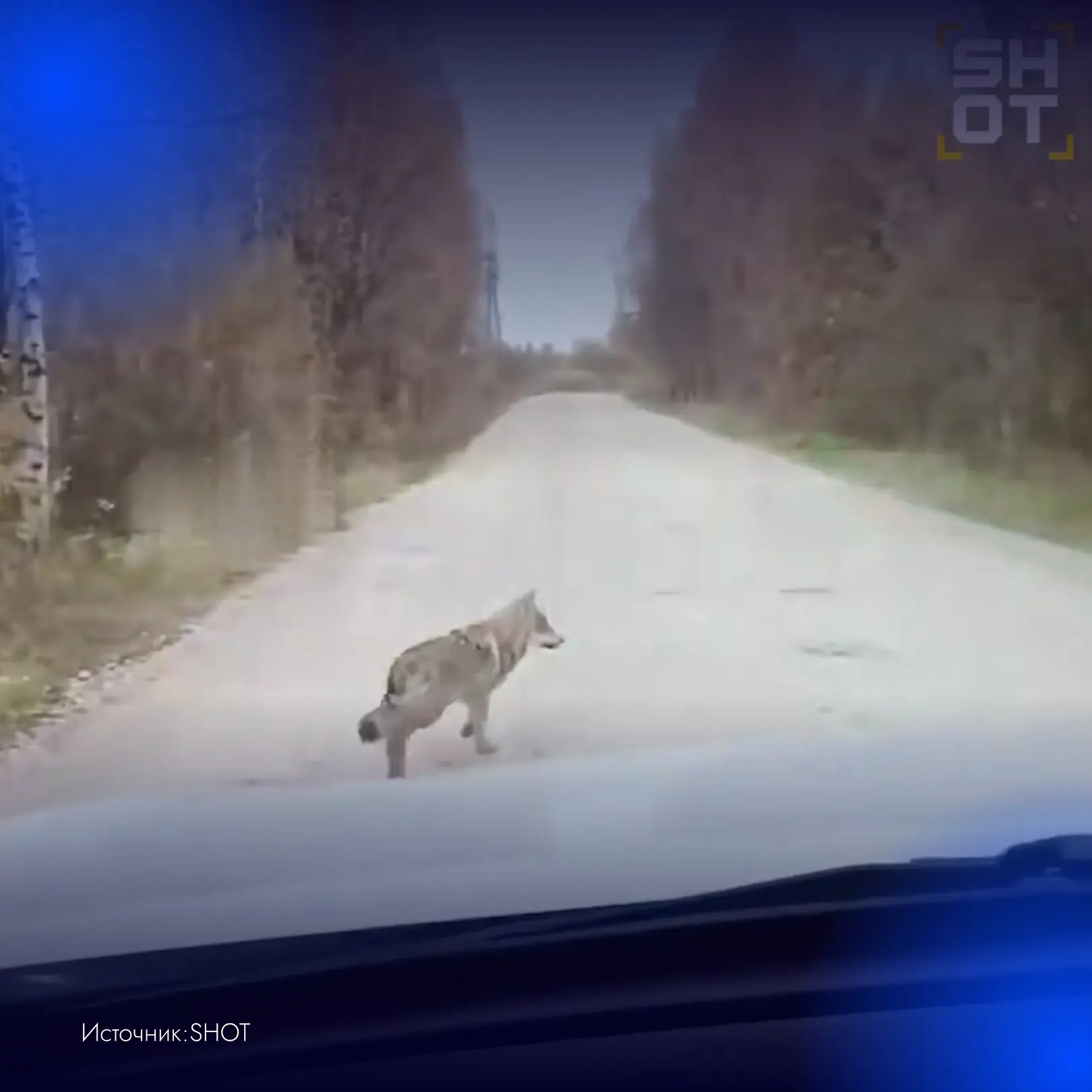 Волки массово выходят к жилым домам и нападают на россиян.