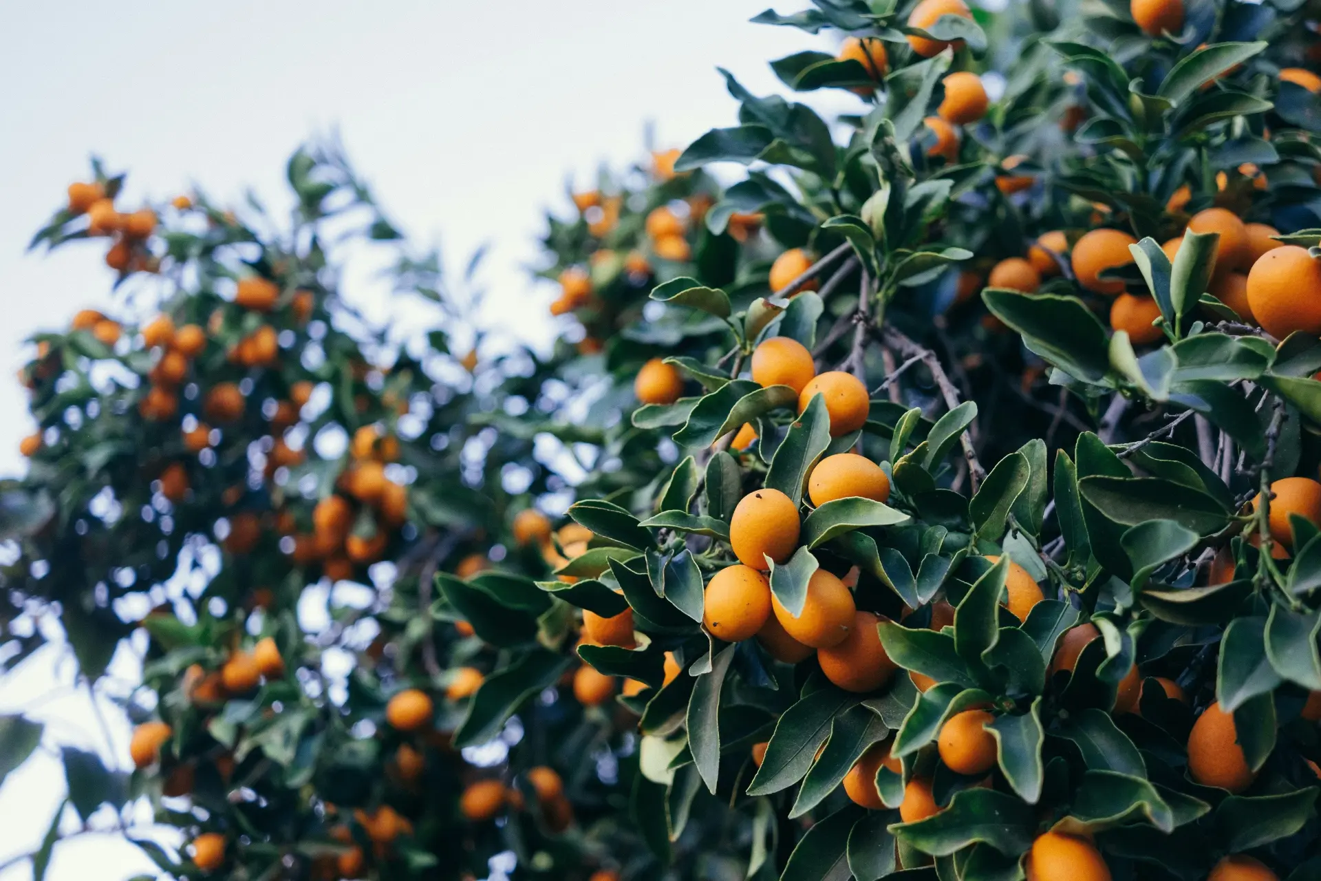 🍊 Кумкват: маленький цитрус, который едят целиком