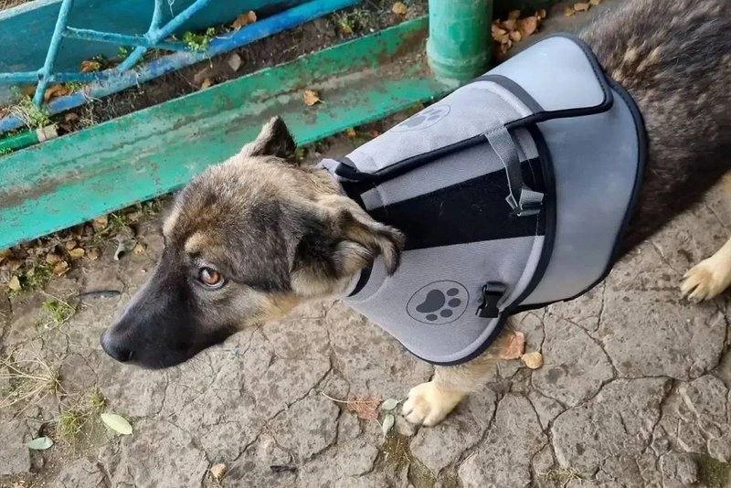Принял удар на себя: в Усть-Куте щенок спас семью от медведя🐶