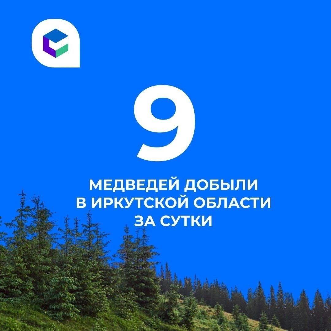 За сутки в Иркутской области подтвердили 21 случай появления медведей