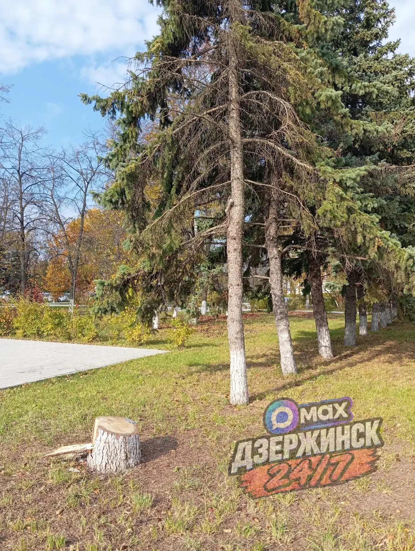 🌳 На площади Дзержинского спилили три дерева
