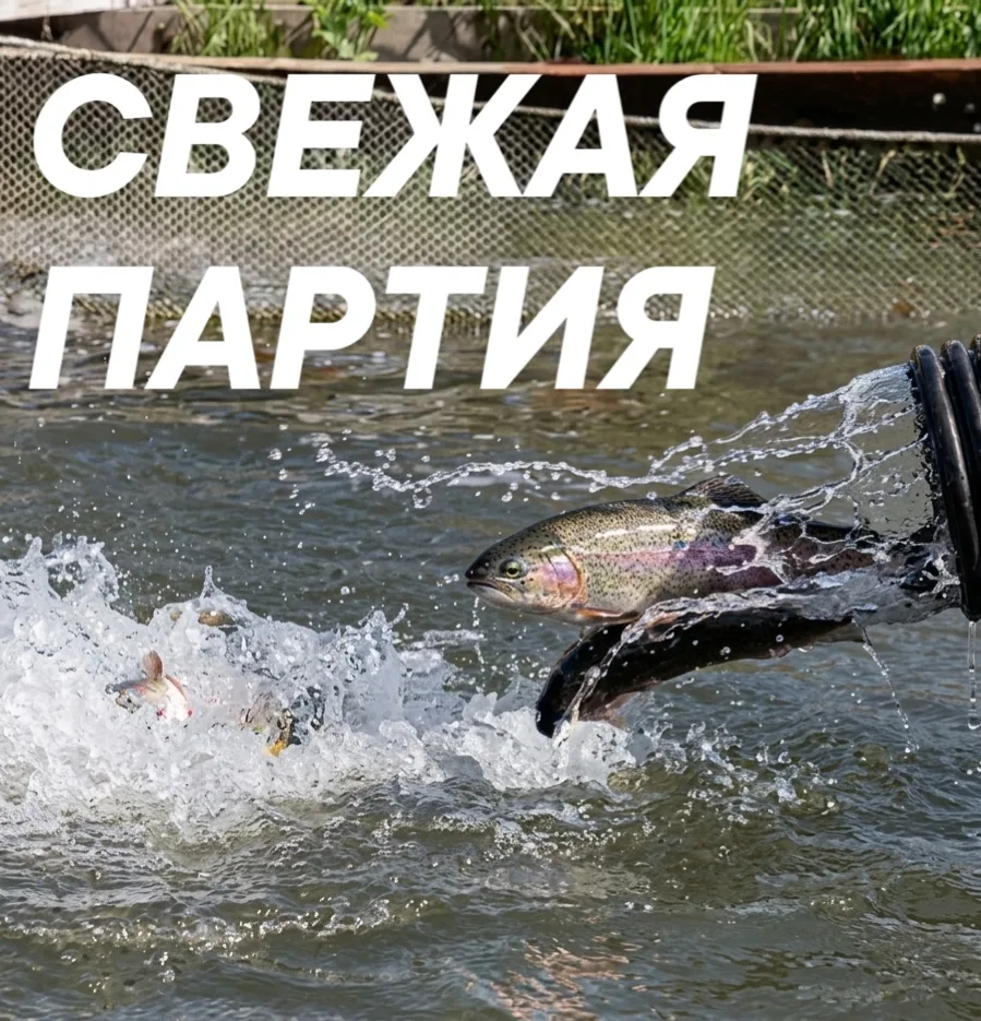 28 августа - поступила свежая партия форели, средняя навеска 1,3 кг