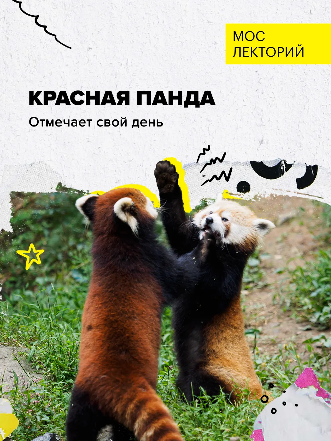 🐾 Международный день красной панды
