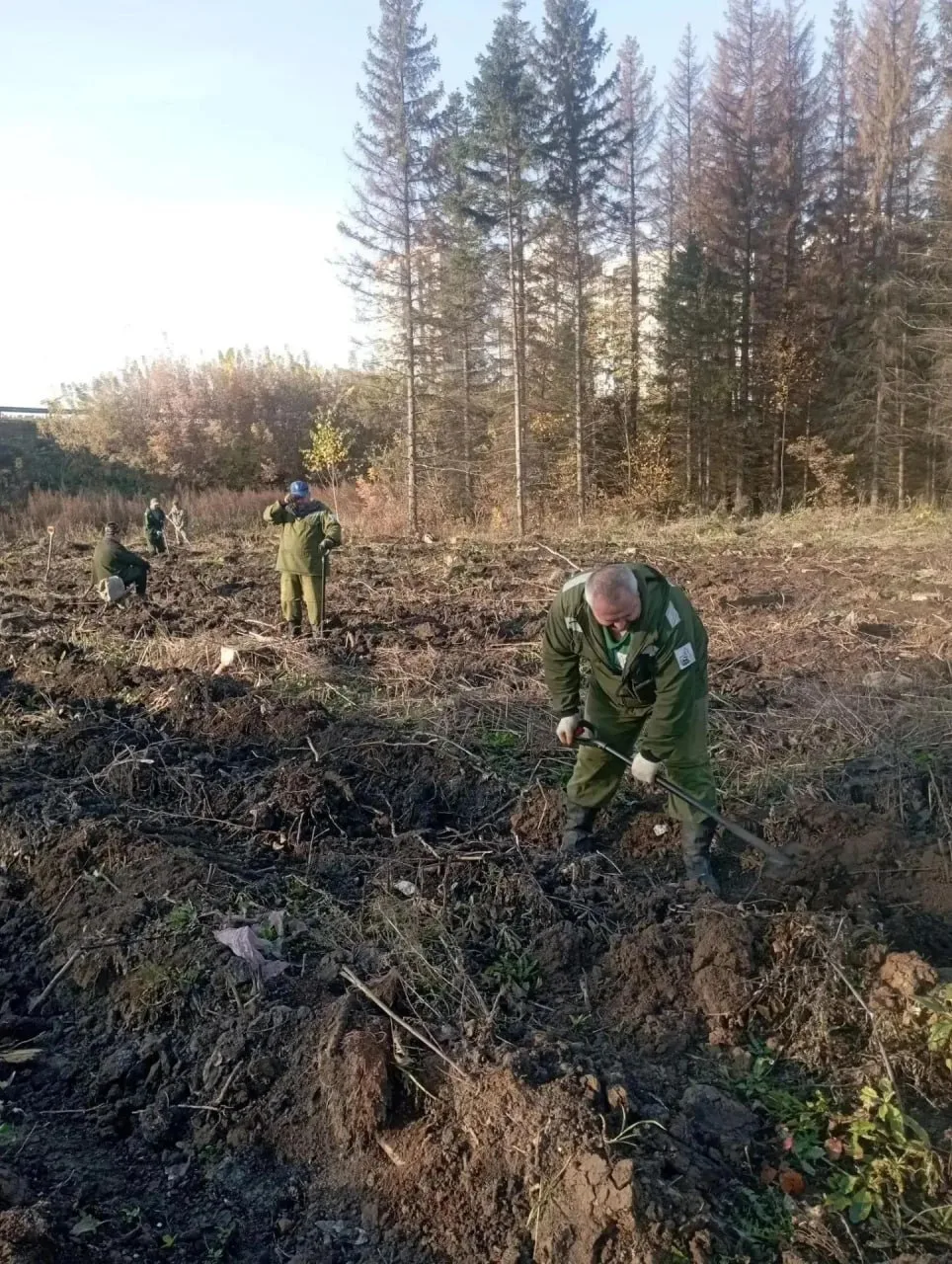 ☀️ Благоприятные погодные условия способствуют проведению осенней посадки лесных культур