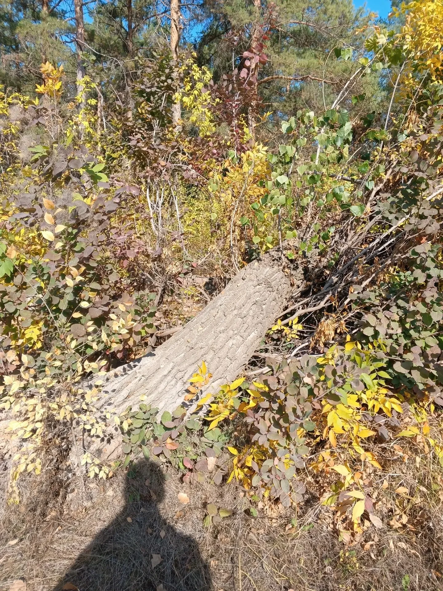 Упавшее дерево больше месяца лежит на тротуаре