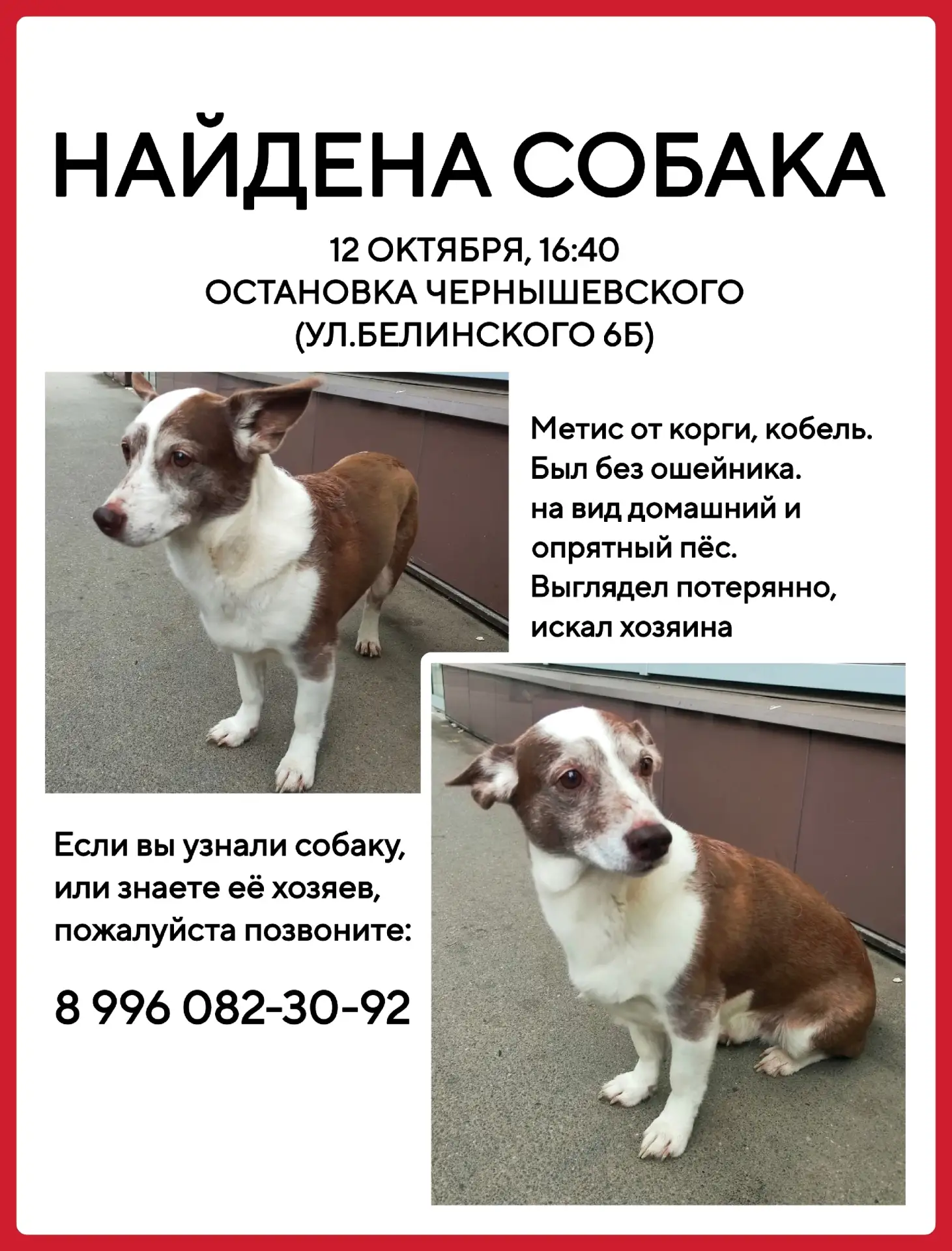 12.10 Найдена собака на остановке Чернышевского (ул.Белинского 6Б)