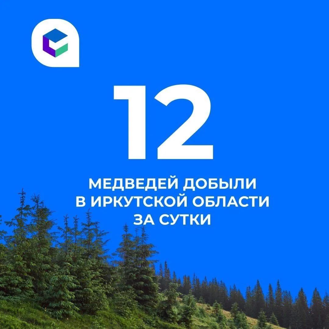 🐻12 медведей добыли за сутки в Иркутской области.