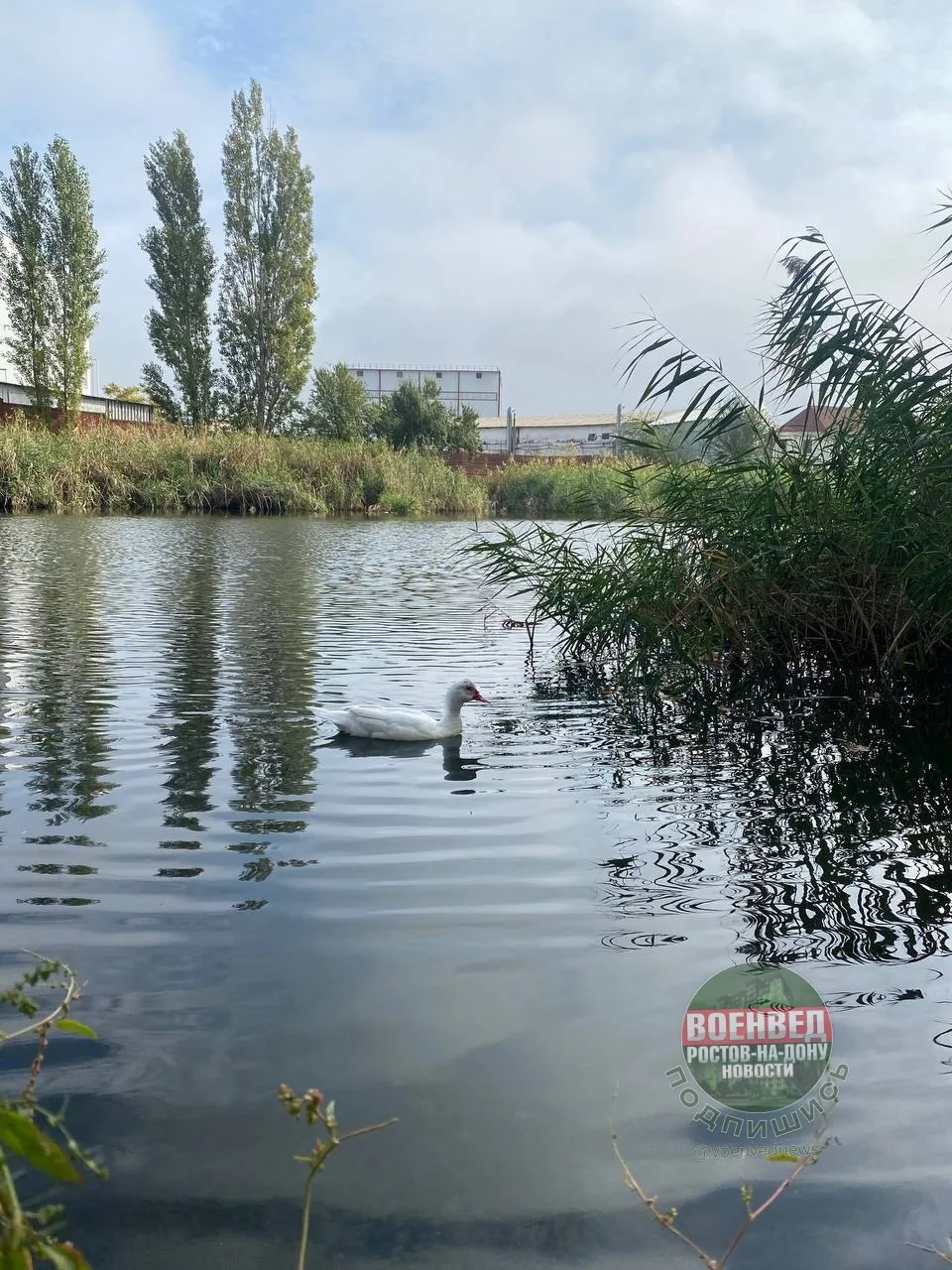 Такая красавица поселилась на нашем пруду на ул. Рахманинова 🥰