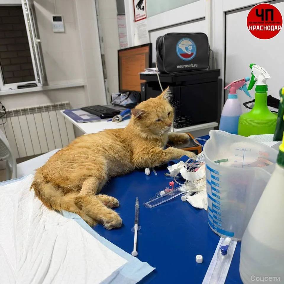 🐈 В Краснодаре спасают кота с тяжёлой травмой.