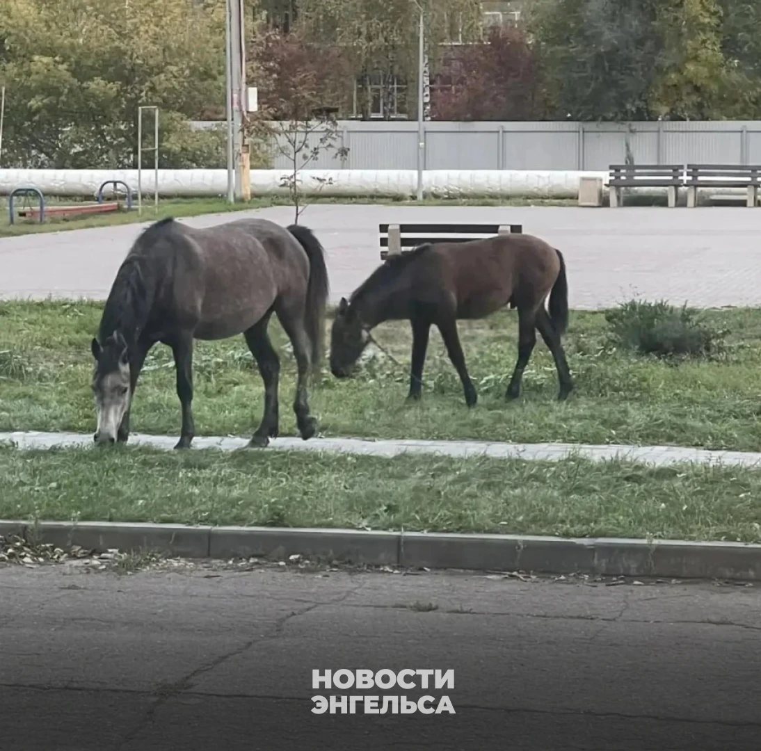 😱 По улицам Энгельса снова бродят лошади