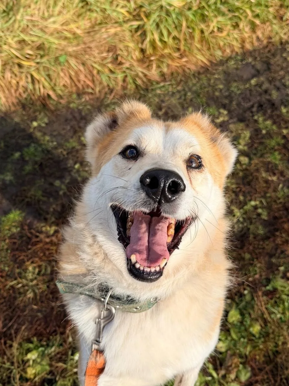 🐾 ПЬЕР ЖДЁТ ДОМА! 🏡❤️