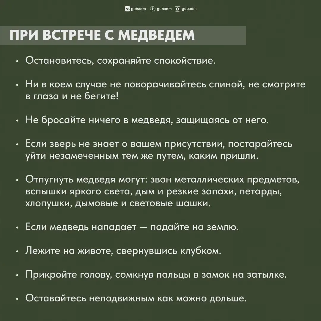 🐻 При встрече с медведем сообщите по телефону