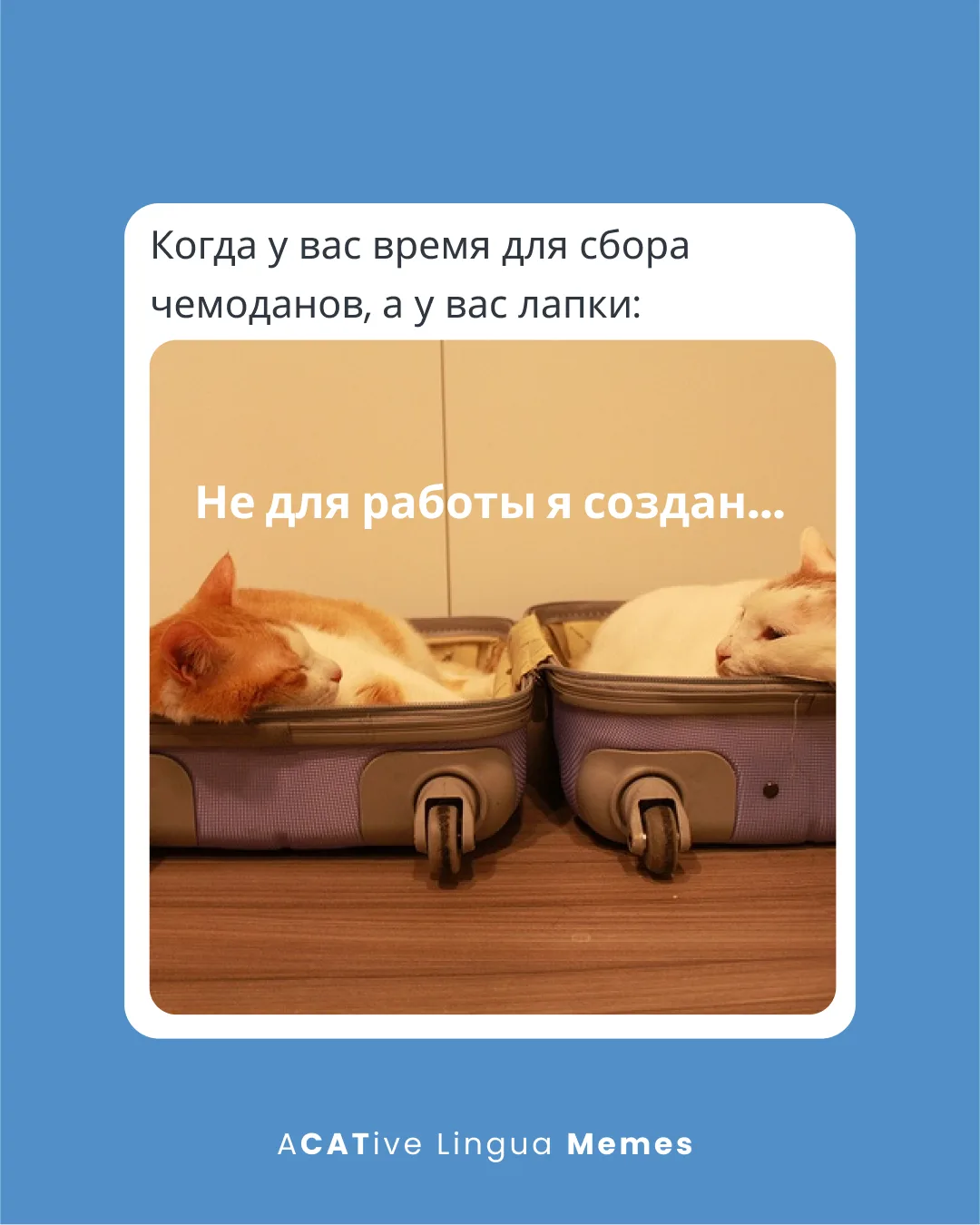 🐈 POV: сегодня Международный день туризма, а ты уже третий раз за смену спрашиваешь: «...