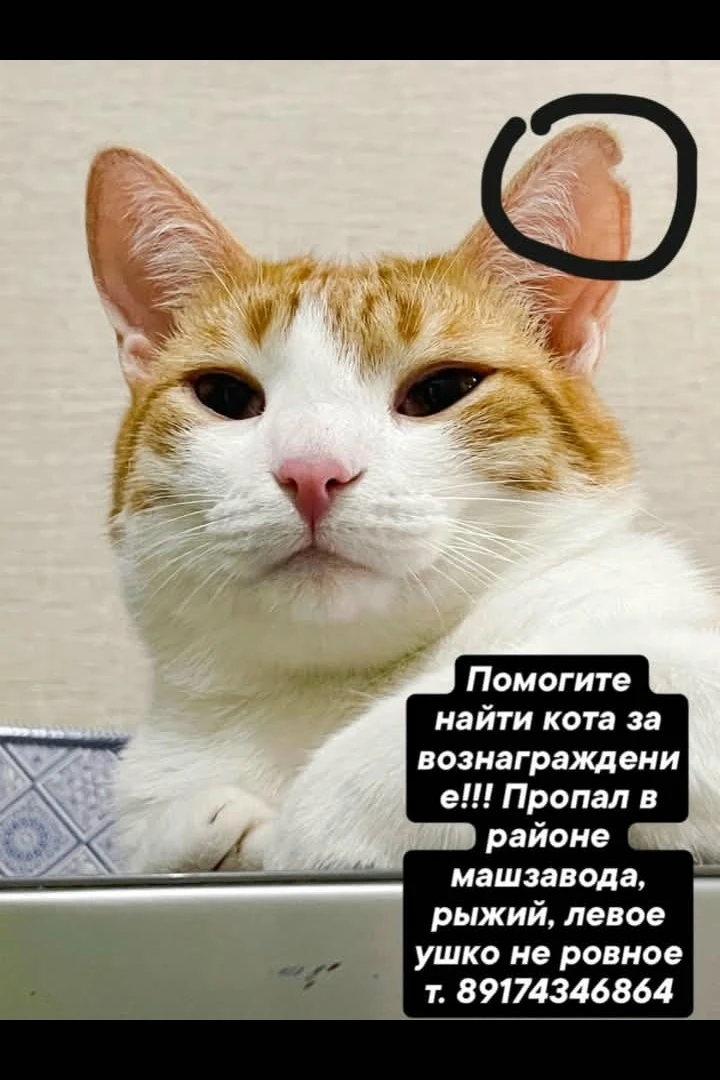 Помогаю  информационно .