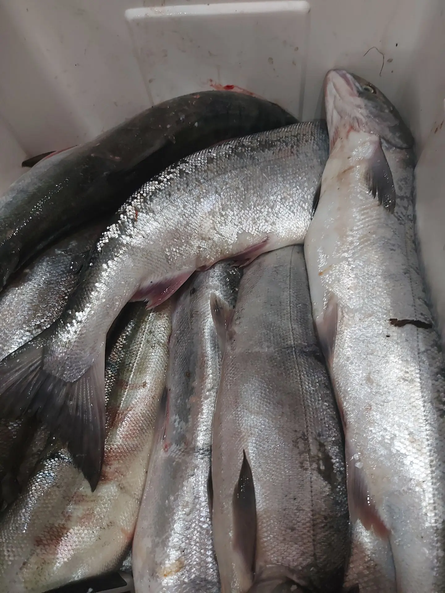 🐟🐟🐟Продам Кету. Серебро поротые самки и кругом самцы без перебора. Рыбка хорошая с к...