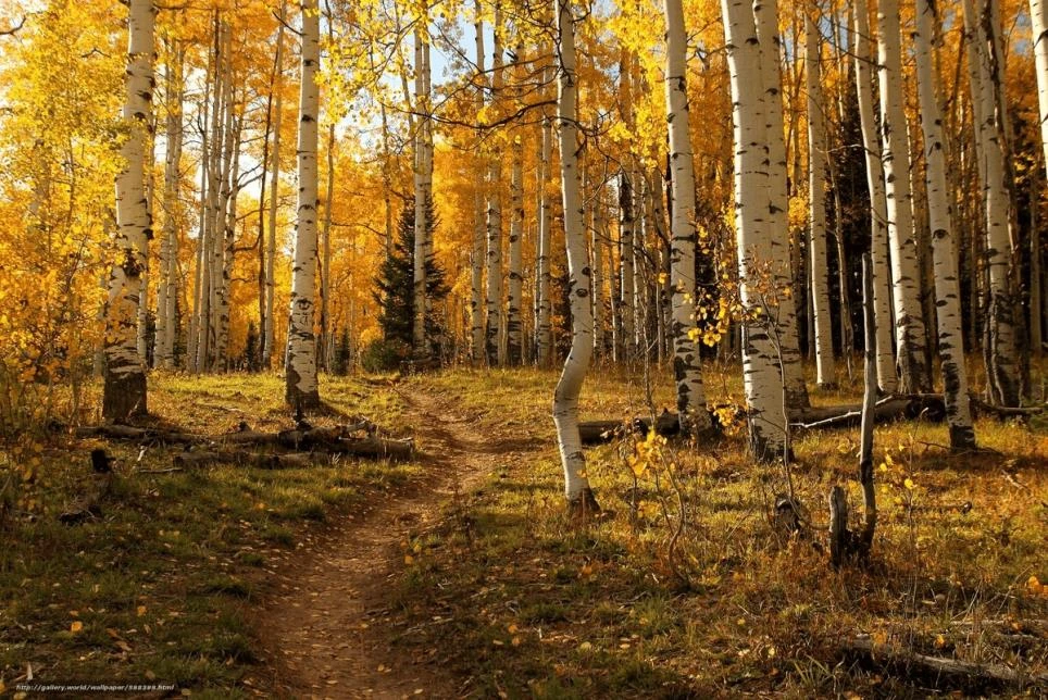 🍂 Меры пожарной безопасности в осеннем лесу.