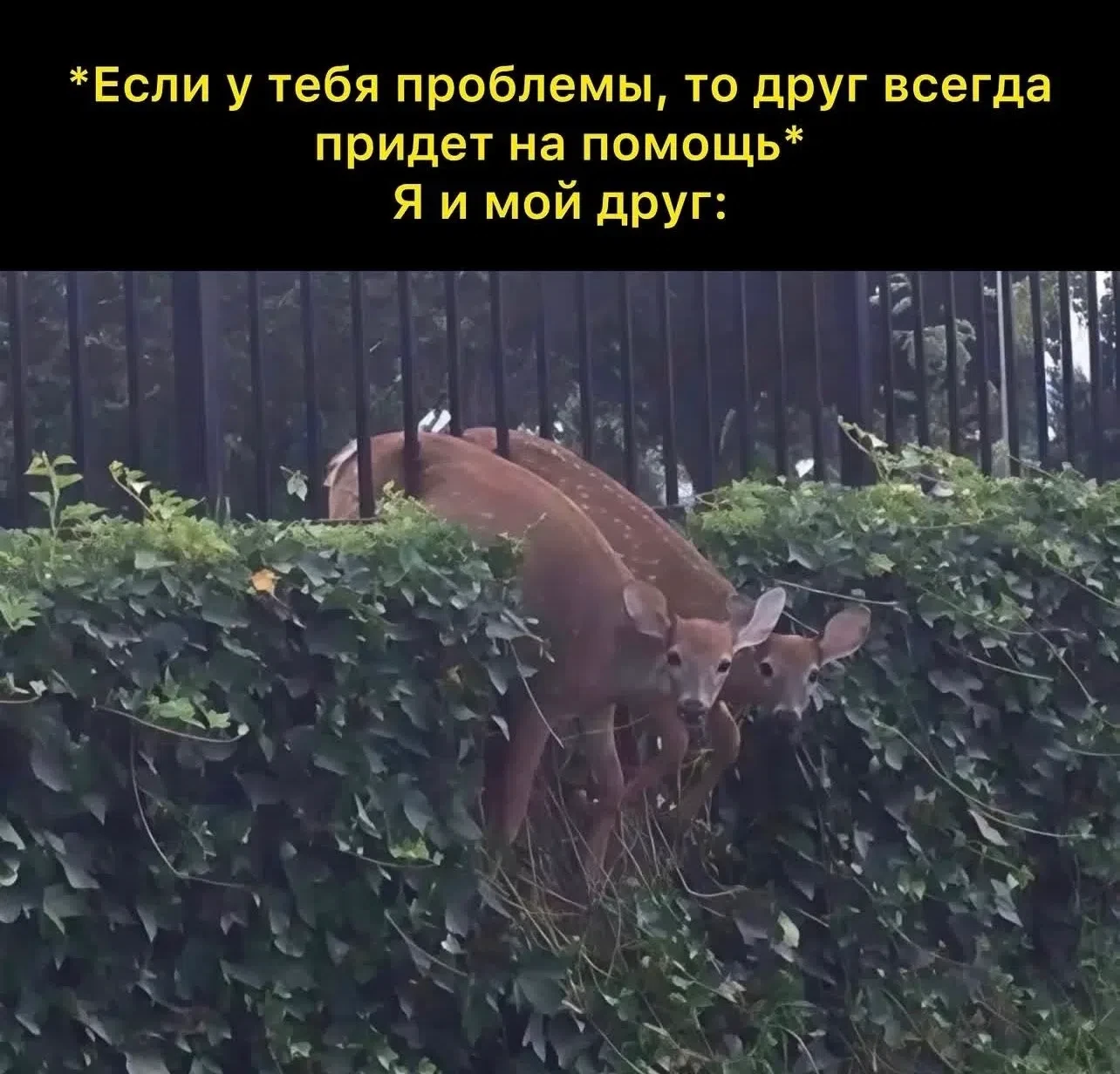 😁Умора | Юмор в картинках😁