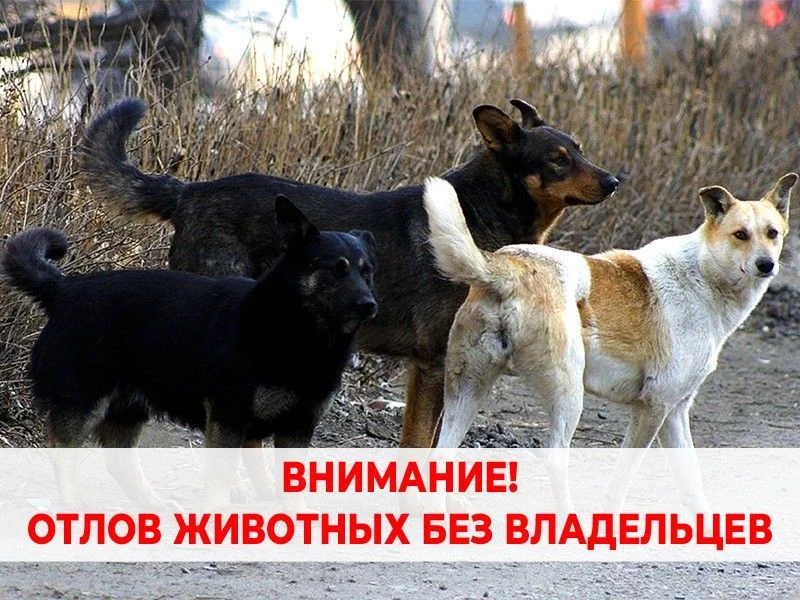 В Усть-Цилемском районе отловят безнадзорных животных!