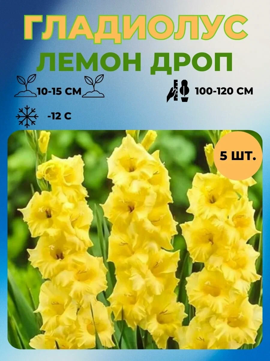 Гладиолус крупноцветковый, луковицы 5 штук