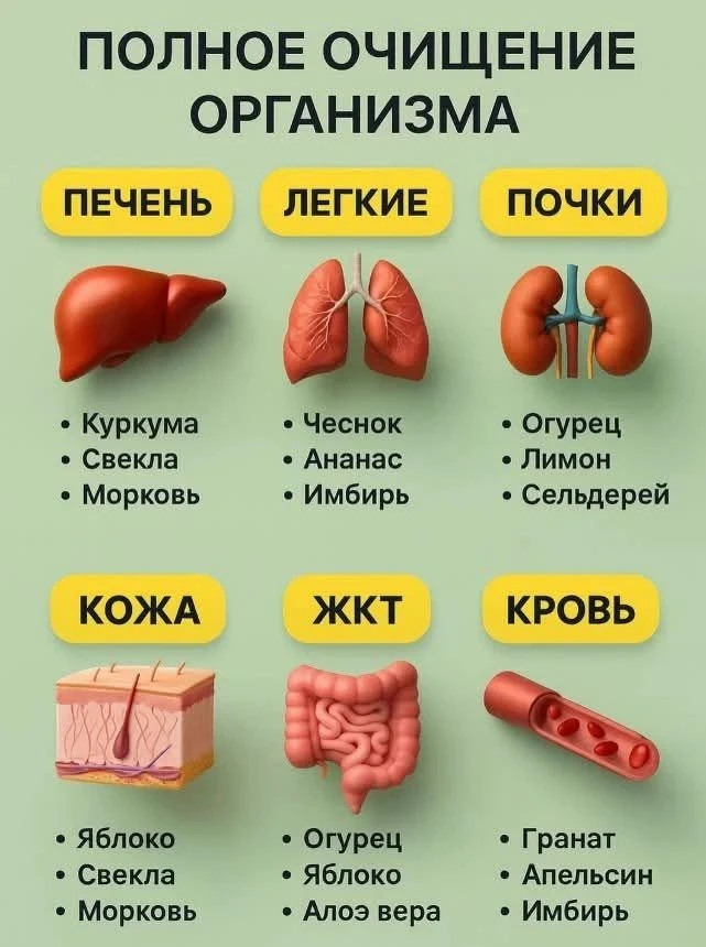 🌿 Продукты для мягкой поддержки естественного очищения организма