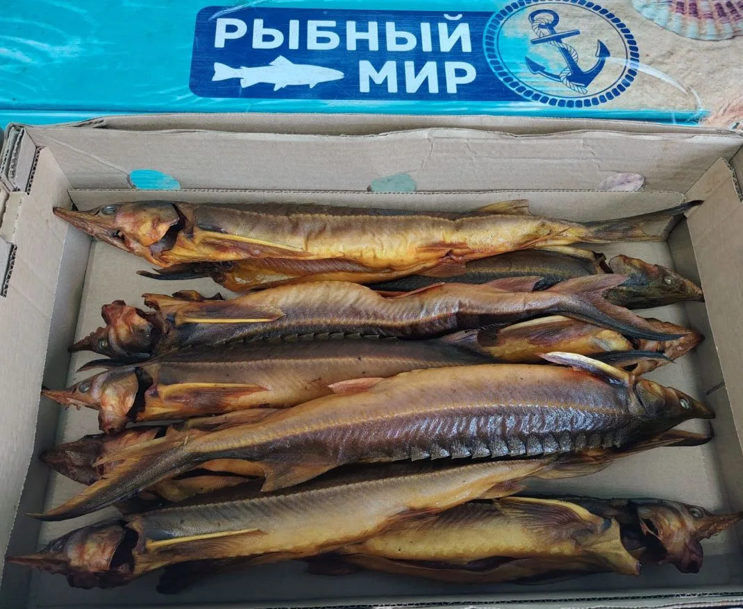Стерлядь хк 1800 рублей за 1 кг
