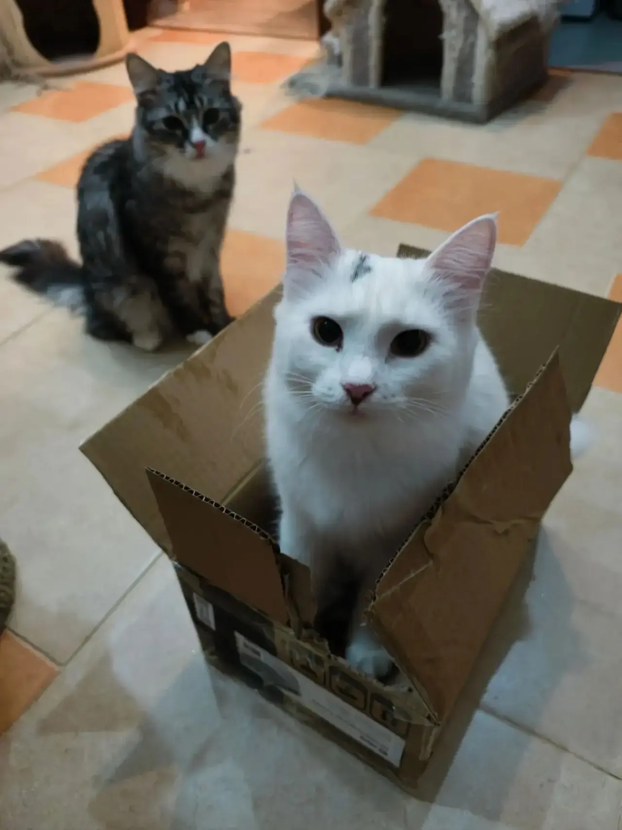 #Таллис 🚏#котята_Новый_Рогачик