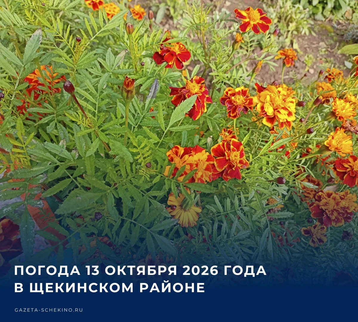 ☀️ Сегодня, 13 октября, температура воздуха днем в Щекинском районе поднимется до отмет...