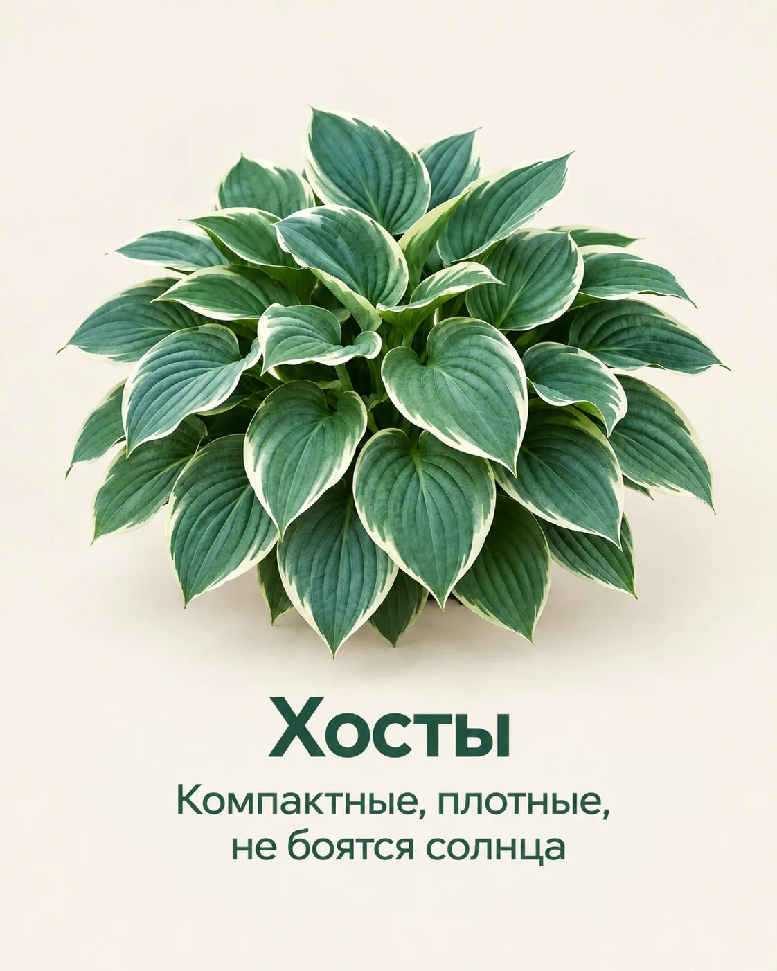 🌱Вот они - настоящие любимцы 2026 года. Все они декоративны, не требуют слишком сложно...