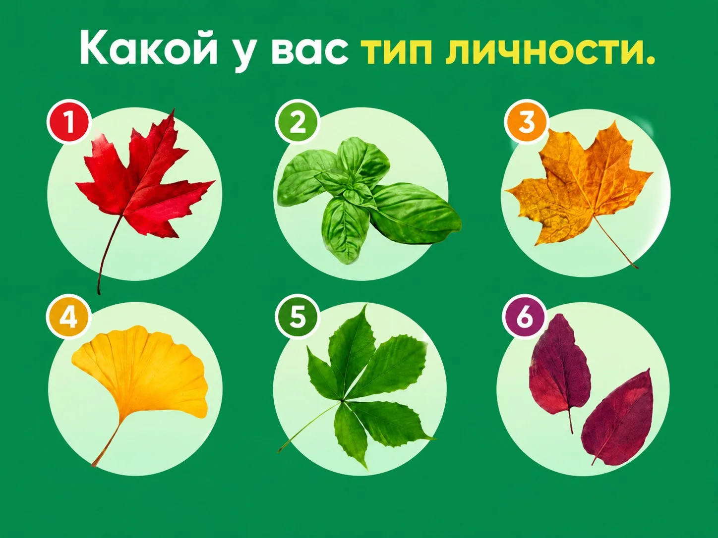 🍃 Какой у вас тип личности? Узнаем по листьям!