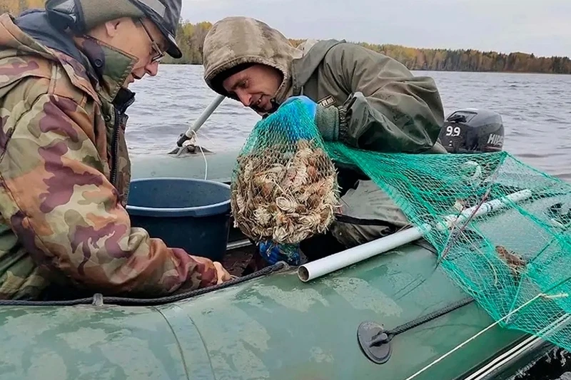 В Вологодской области наладили промышленный вылов раков