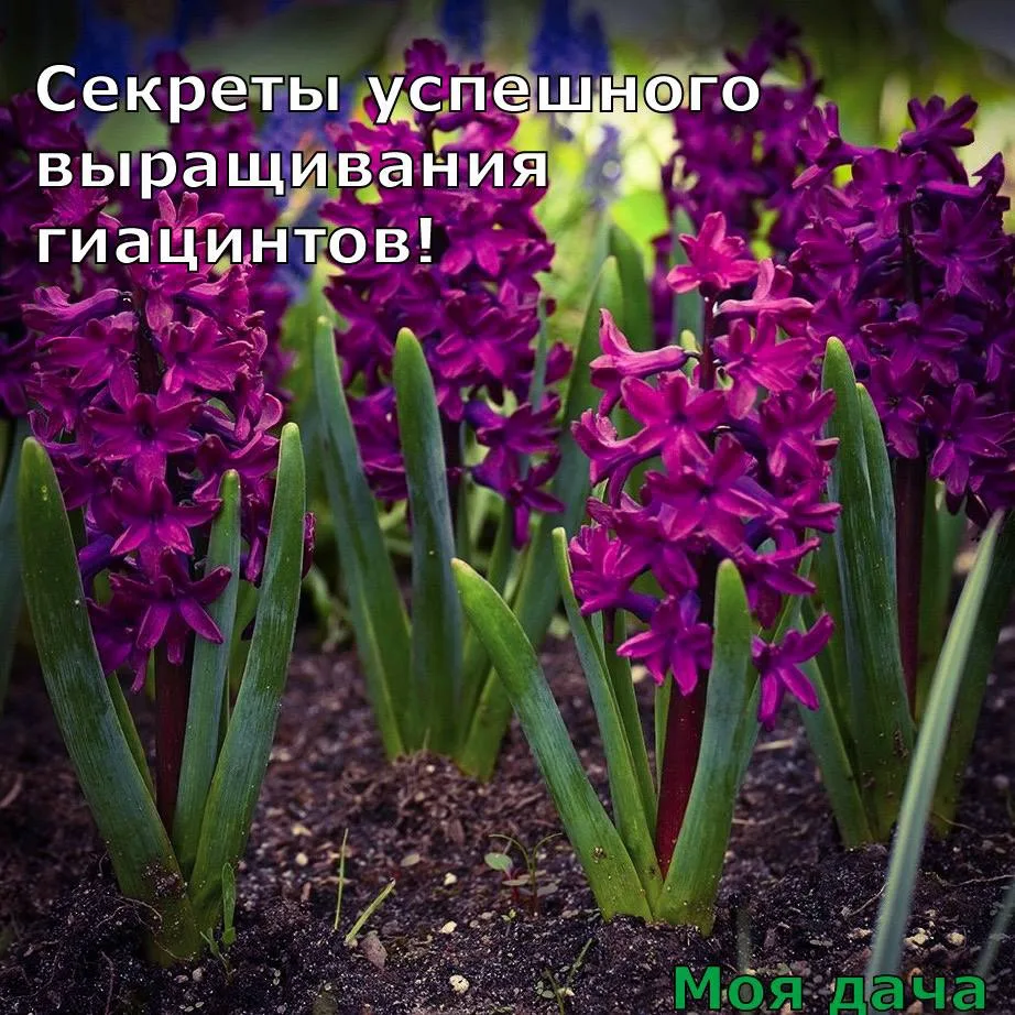 Секреты успешного выращивания гиацинтов 🪻