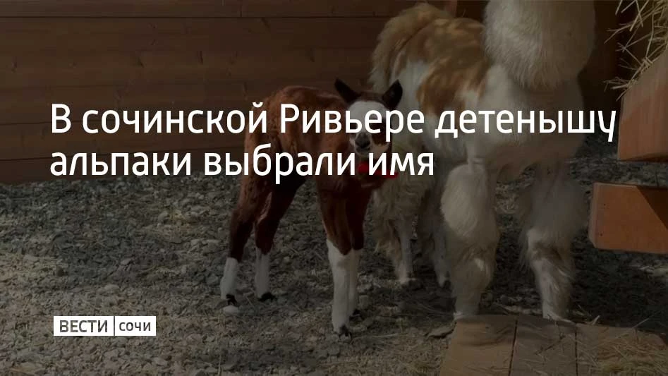 Криа, так называют детенышей альпаки, по имени Леон родился весной 2026 года в Альпака‑...