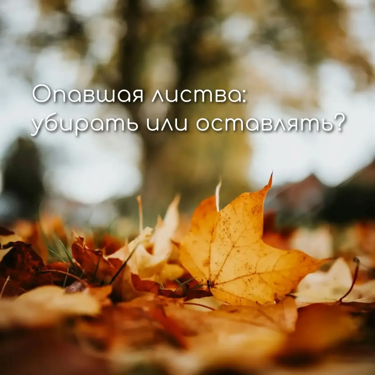 🍂 Опавшая листва: убирать или оставлять?