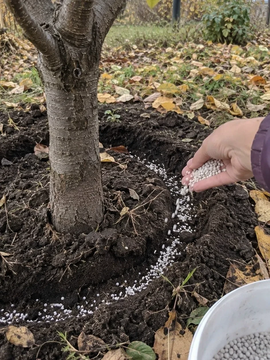 🌳СЛИΒА БУДЕТ УСЫПАΗА ПЛОДАΜИ: ΓЛАΒΗАЯ ОСЕΗΗЯЯ ПОДКОРΜКА КОСТОЧКОΒЫХ!