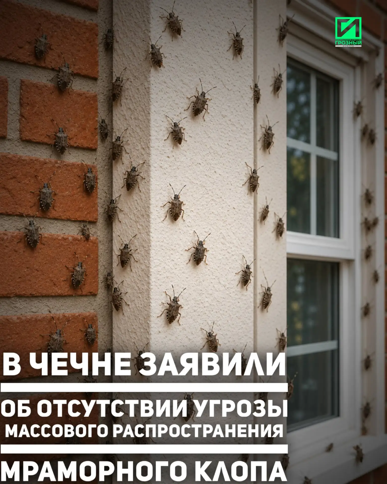 Чеченской Республике не грозит нашествие мраморного клопа. Об этом сообщили в Министерс...