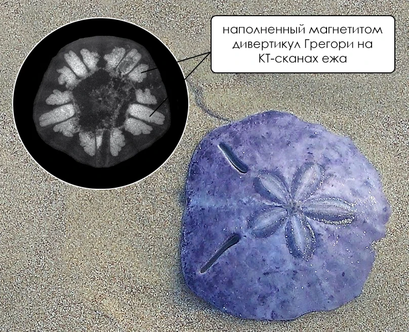 Человек нашёл на пляже живое чудо морское и сильно рад. Мы понимаем тебя, человек.