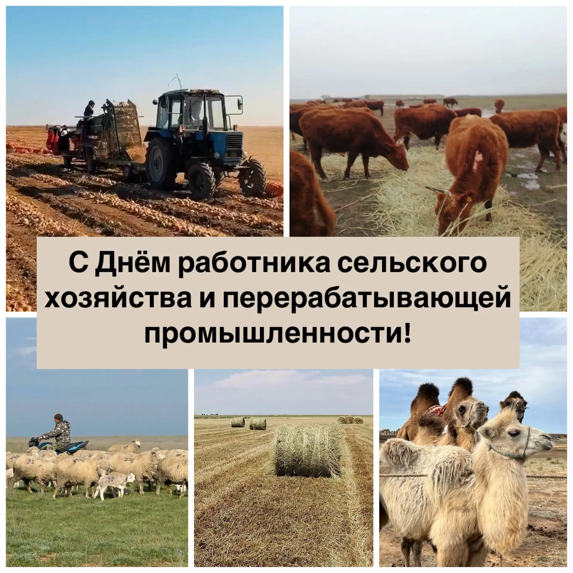 Уважаемые труженики села, работники и ветераны сельскохозяйственной отрасли!