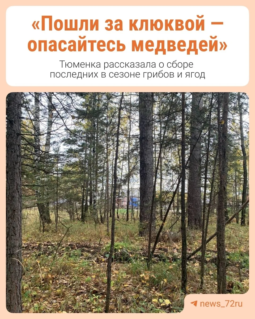 #Мнениеэксперта. Тюменка рассказала о сборе последних в сезоне грибов и ягод 😊