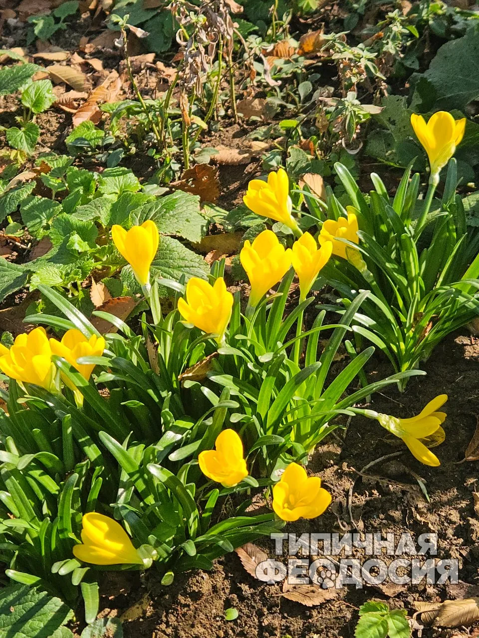 💛 На Крымской расцвели крокусы.