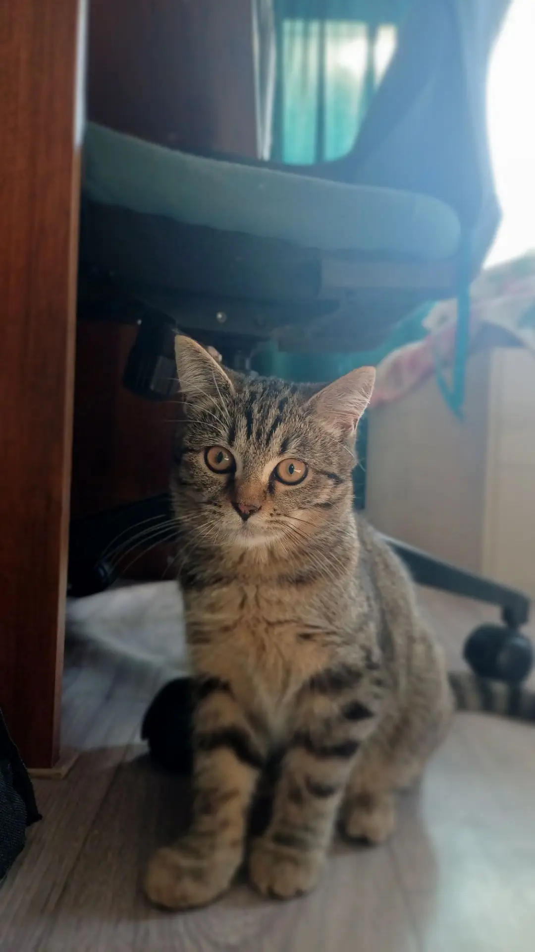 🐾Кошечка ищет дом, ориентировочно  родилась в мае, 4-5 месяцев возраст, зубы ещё молочные